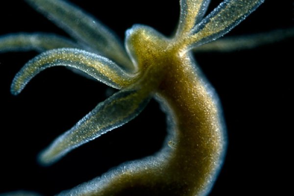 Kraken это